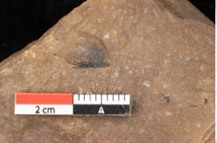 Foto (Detailsansicht) von Quercus palaeoilex Ettingshausen (NHMW-GEO-2024-0188-0972)